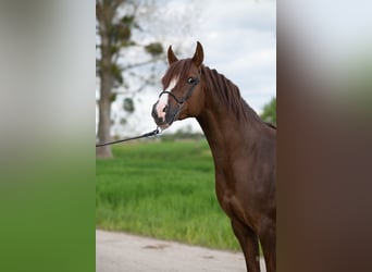 Koń czystej krwi arabskiej, Ogier, 5 lat, 152 cm, Kasztanowata