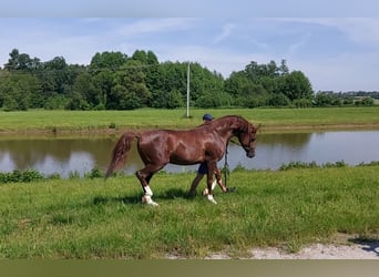 Koń czystej krwi arabskiej, Ogier, 5 lat, 152 cm, Kasztanowata