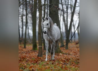 Koń czystej krwi arabskiej, Ogier, 5 lat, 153 cm, Siwa