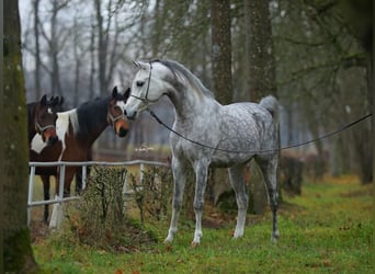 Koń czystej krwi arabskiej, Ogier, 5 lat, 153 cm, Siwa