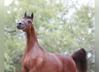 Koń czystej krwi arabskiej, Ogier, 6 lat, 152 cm, Gniada