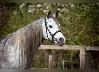 Koń czystej krwi arabskiej, Ogier, 6 lat, 154 cm, Karosiwa