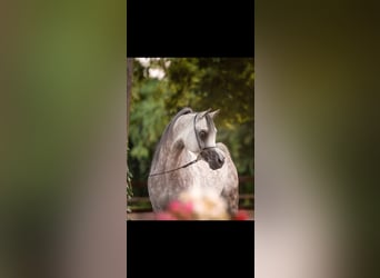 Koń czystej krwi arabskiej, Ogier, 6 lat, 156 cm, Siwa