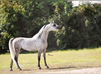 Koń czystej krwi arabskiej, Ogier, 6 lat, 156 cm, Siwa