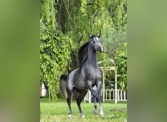 Koń czystej krwi arabskiej, Ogier, 6 lat, 157 cm, Siwa w hreczce