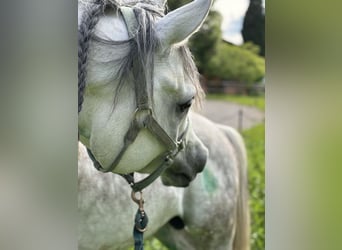 Koń czystej krwi arabskiej, Ogier, 6 lat, 158 cm, Siwa jabłkowita