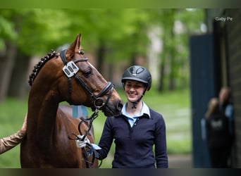 Koń czystej krwi arabskiej, Ogier, 6 lat, 159 cm, Ciemnokasztanowata