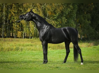 Koń czystej krwi arabskiej, Ogier, 6 lat, 159 cm, Kara