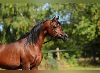 Koń czystej krwi arabskiej, Ogier, 7 lat, 153 cm, Gniada