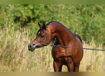 Koń czystej krwi arabskiej, Ogier, 7 lat, 153 cm, Gniada