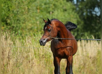 Koń czystej krwi arabskiej, Ogier, 7 lat, 153 cm, Gniada