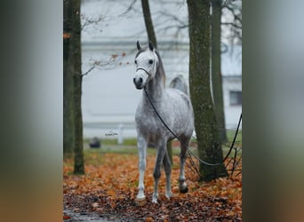 Koń czystej krwi arabskiej, Ogier, 7 lat, 153 cm, Siwa