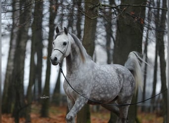 Koń czystej krwi arabskiej, Ogier, 7 lat, 153 cm, Siwa