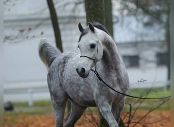 Koń czystej krwi arabskiej, Ogier, 7 lat, 153 cm, Siwa