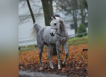 Koń czystej krwi arabskiej, Ogier, 7 lat, 153 cm, Siwa