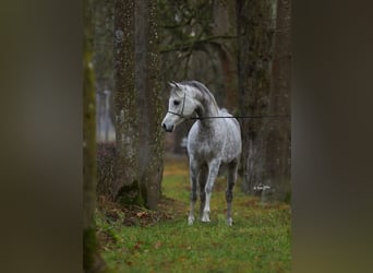 Koń czystej krwi arabskiej, Ogier, 7 lat, 153 cm, Siwa