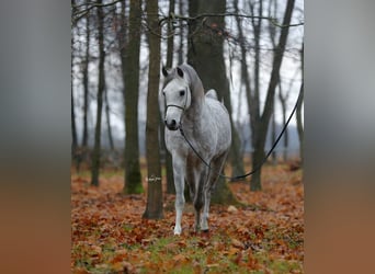 Koń czystej krwi arabskiej, Ogier, 7 lat, 153 cm, Siwa