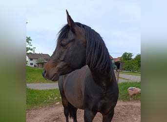 Koń czystej krwi arabskiej, Ogier, 7 lat, 155 cm, Ciemnogniada