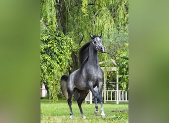 Koń czystej krwi arabskiej, Ogier, 7 lat, 157 cm, Siwa w hreczce