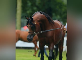 Koń czystej krwi arabskiej, Ogier, 8 lat, 153 cm, Gniada