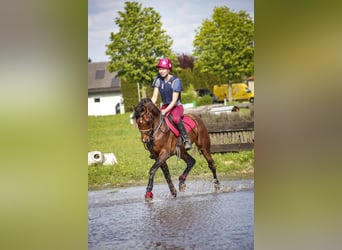 Koń czystej krwi arabskiej, Ogier, 8 lat, 154 cm, Gniada