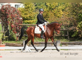 Koń czystej krwi arabskiej, Ogier, 8 lat, 154 cm, Gniada