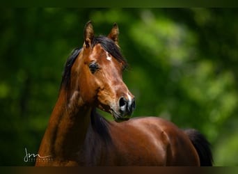 Koń czystej krwi arabskiej, Ogier, 8 lat, 154 cm, Gniada