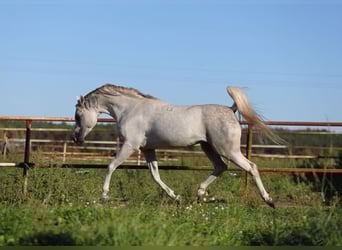 Koń czystej krwi arabskiej, Ogier, 8 lat, 154 cm, Siwa