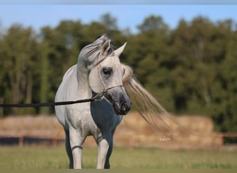Koń czystej krwi arabskiej, Ogier, 8 lat, 154 cm, Siwa