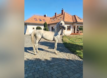 Koń czystej krwi arabskiej, Ogier, 8 lat, Siwa