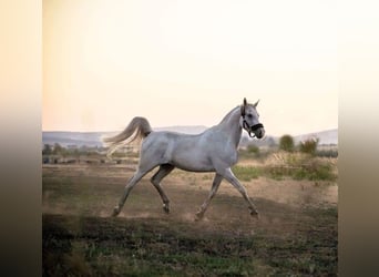 Koń czystej krwi arabskiej, Ogier, 9 lat, 148 cm, Biała