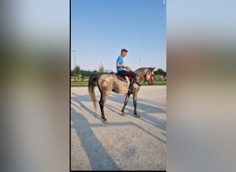 Koń czystej krwi arabskiej, Ogier, 9 lat, 150 cm, Siwa