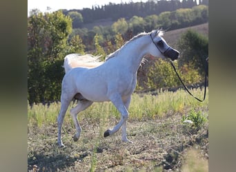 Koń czystej krwi arabskiej, Ogier, 9 lat, 154 cm, Siwa