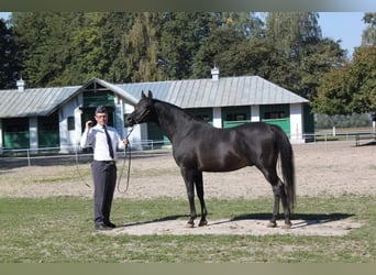 Koń czystej krwi arabskiej, Ogier, 17 lat, 154 cm, Ciemnogniada