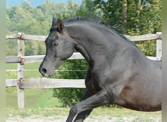 Koń czystej krwi arabskiej, Ogier, 17 lat, 154 cm, Ciemnogniada