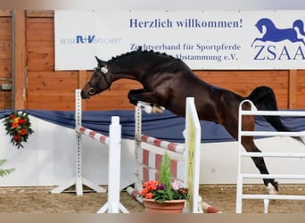 Koń czystej krwi arabskiej, Ogier, 10 lat, 152 cm, Ciemnogniada