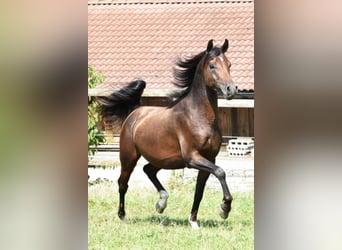 Koń czystej krwi arabskiej, Ogier, 8 lat, 154 cm, Ciemnogniada