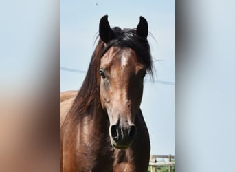 Koń czystej krwi arabskiej, Ogier, 8 lat, 154 cm, Ciemnogniada