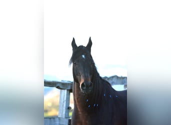 Koń czystej krwi arabskiej, Ogier, 21 lat, 153 cm, Ciemnogniada