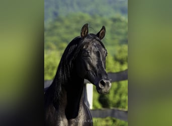 Koń czystej krwi arabskiej, Ogier, 18 lat, 154 cm, Ciemnogniada