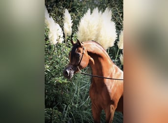 Koń czystej krwi arabskiej, Ogier, 10 lat, 163 cm, Gniada