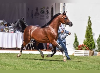 Koń czystej krwi arabskiej, Ogier, 8 lat, 157 cm, Gniada