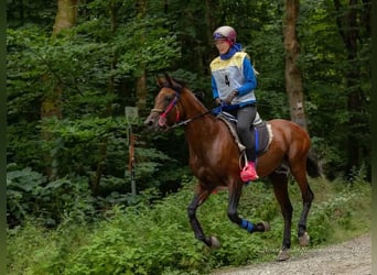 Koń czystej krwi arabskiej, Ogier, 16 lat, 158 cm, Gniada