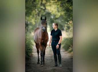 Koń czystej krwi arabskiej, Ogier, 3 lat, 155 cm, Gniada