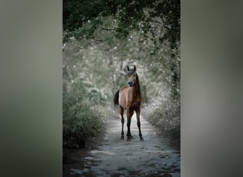 Koń czystej krwi arabskiej, Ogier, 3 lat, 155 cm, Gniada