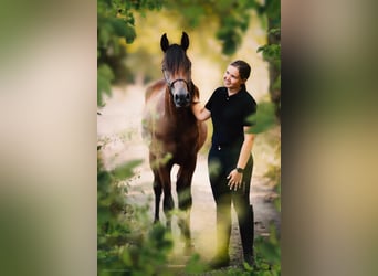 Koń czystej krwi arabskiej, Ogier, 3 lat, 159 cm, Gniada