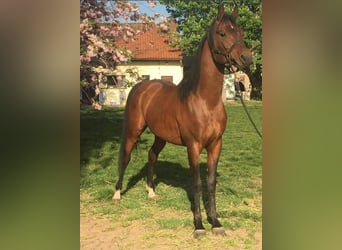Koń czystej krwi arabskiej, Ogier, 14 lat, 160 cm, Gniada