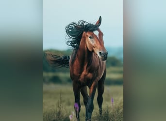 Koń czystej krwi arabskiej, Ogier, 3 lat, 153 cm, Jasnogniada