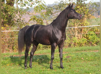 Koń czystej krwi arabskiej, Ogier, 7 lat, 154 cm, Kara