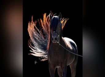 Koń czystej krwi arabskiej, Ogier, 4 lat, 158 cm, Kara